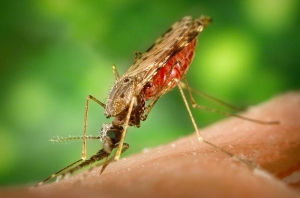 Ecology of West Nile virus in New York City