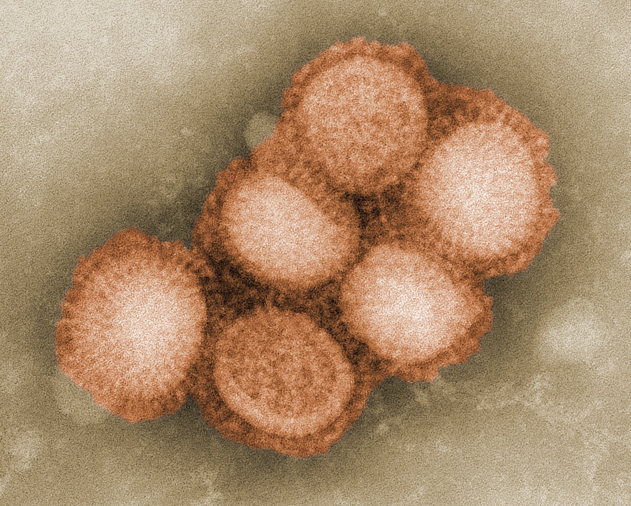 Reassortment potential in avian influenza viruses