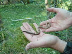 Invasive earthworms