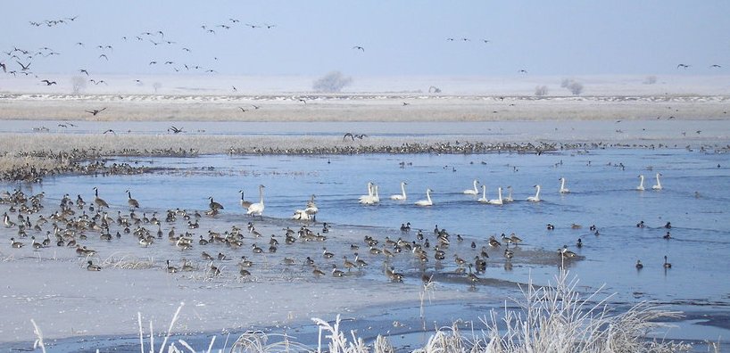 Adaptive evolution of avian influenza virus