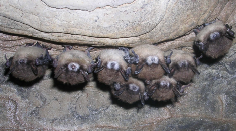 Multi-scale model of White-nose syndrome