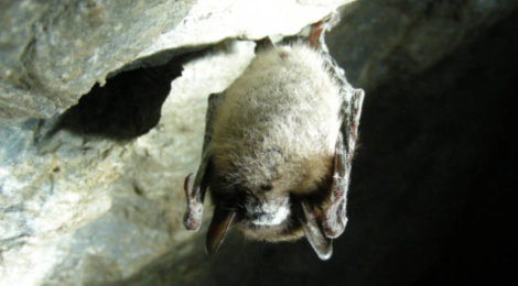 UPDATE: Projected spread of White-nose Syndrome