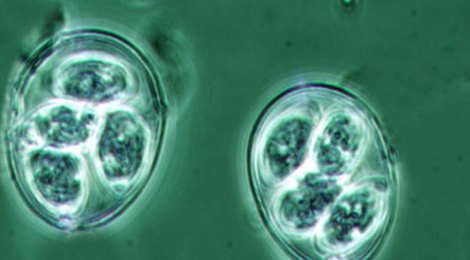 Oocysts of the genus Eimeria, a group of protozoans that infect a wide range of animal species