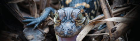 Nest temperature and sex ratios in a crocodilian