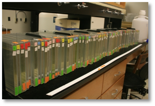 Extinction in variable environments