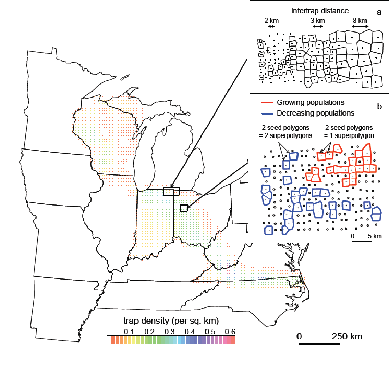 Gypsy moth invasion and the Allee Effect