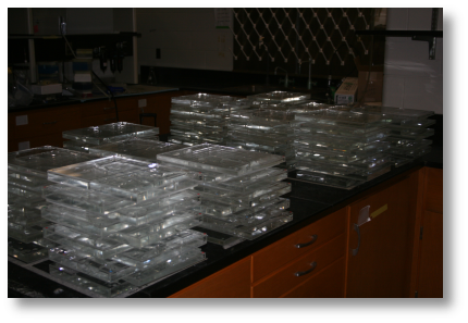 Metapopulation dynamics