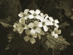 Controlling outbreaks of the invasive herb garlic mustard