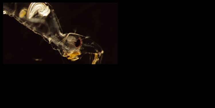 Extinction due to a predator-driven Allee effect