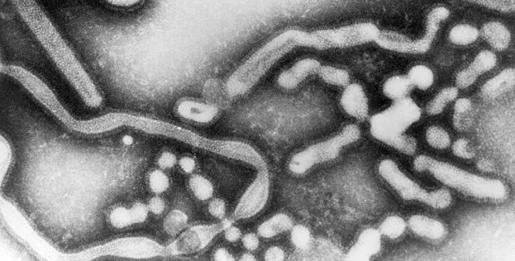 Theory of early warning signals for disease emergence and leading indicators of elimination