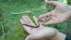 Invasive earthworms