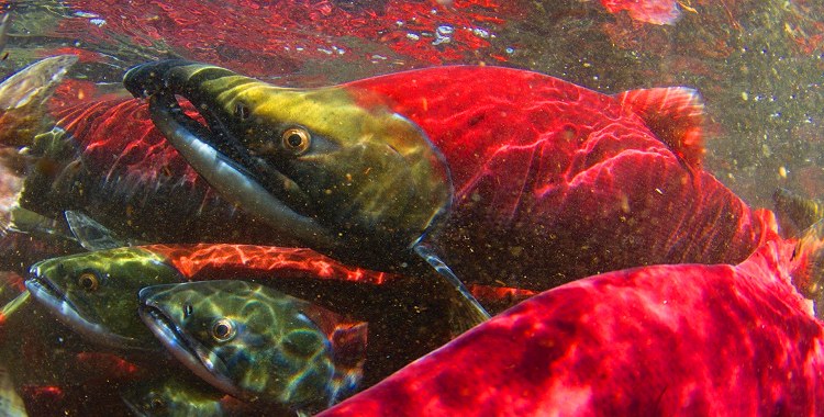 Phase transitions in salmon population dynamics