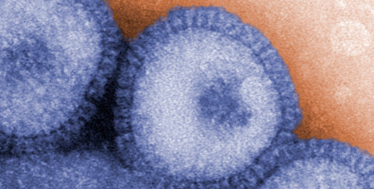 Ecology of avian influenza viruses