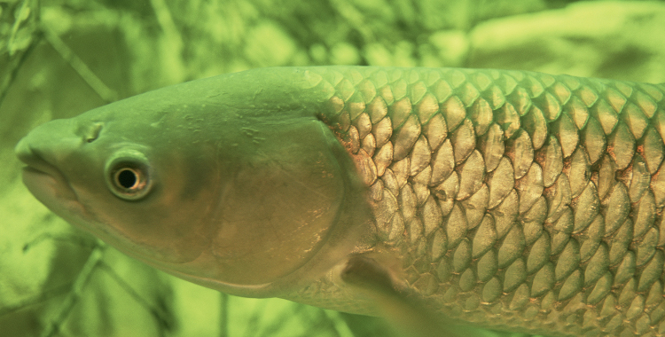 Potential distribution of Grass Carp (Ctenopharyngodon idella) in the North American Great Lakes