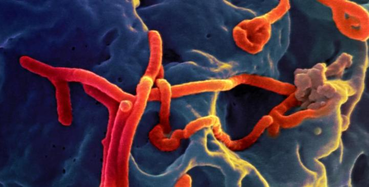 Ebola cases and health system demand in Liberia