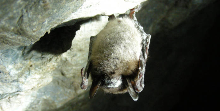 UPDATE: Projected spread of White-nose Syndrome