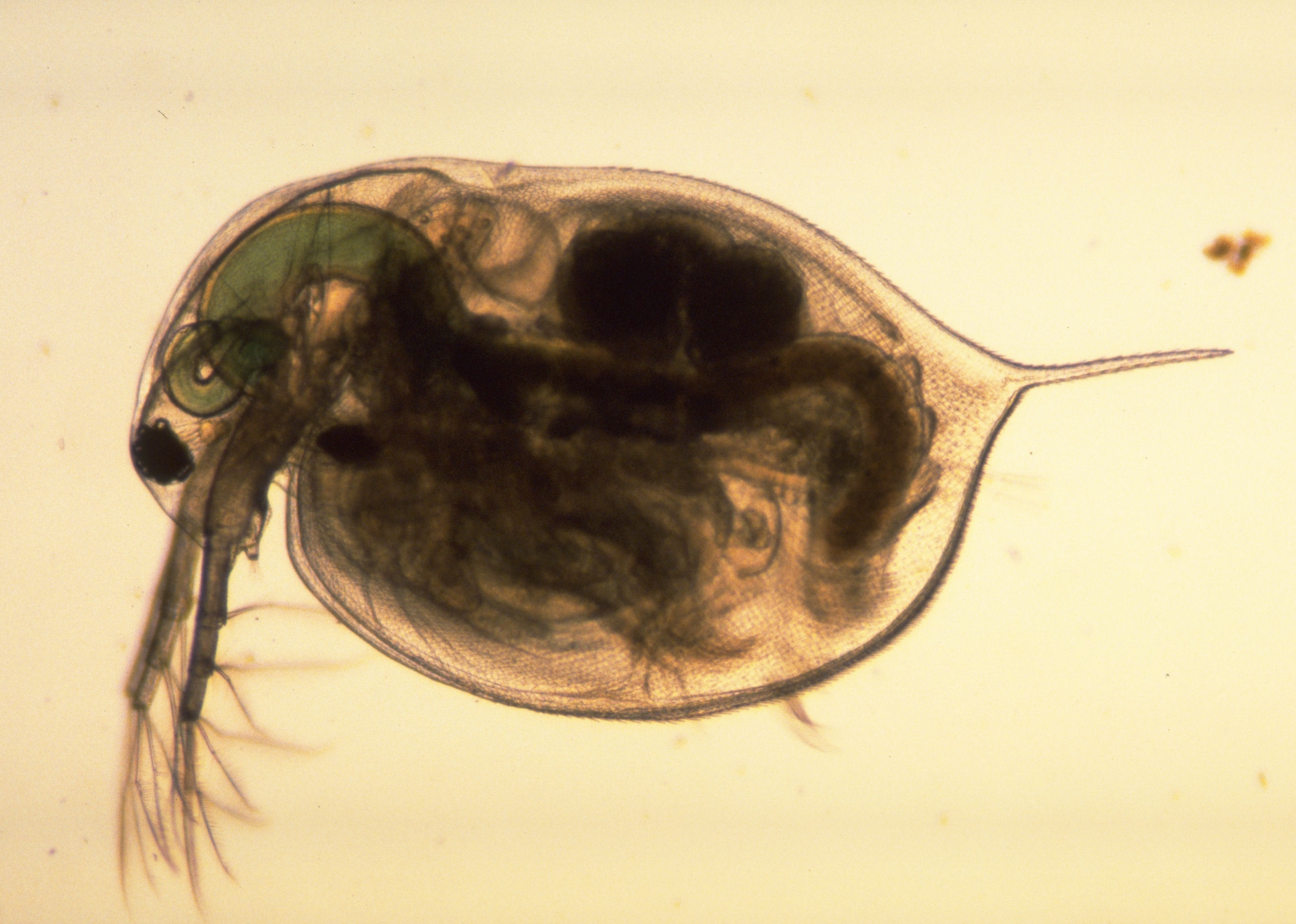 Factors influencing the detectability of early warning signals of population collapse