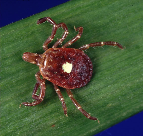 Amblyomma_americanum_tick